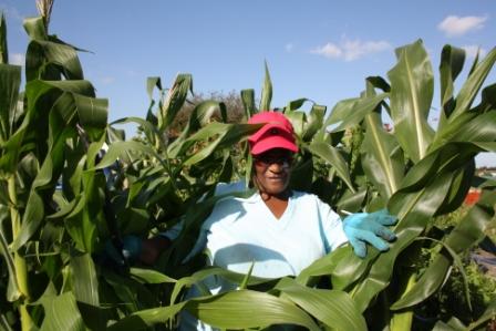 Tenant Esther Patricio's Zimbabwean maize